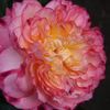 rosier-perle-de-cristal-des-accordeons-maugein-