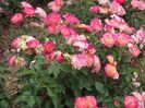 Rosier-Perle-de-Cristal-des-Accordeons-Maugein-2