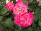 Rosier-Perle-de-Cristal-des-Accordeons-Maugein-5