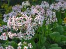 Primula Apple Blossom 2