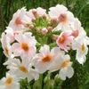 Primula_japonica_Apple_Blossom
