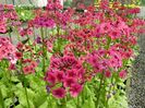 primula_millers_crimson
