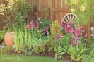 primula candelabra japonica Millers Crimson