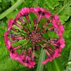 primula_millers_crimson_170507_450