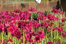 primula-japonica-millers-crimson-japan-etagen-primel-2274354_1