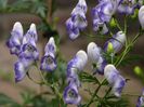 aconitum_cloudy_monnikskap_per_postpakket-1-large