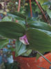 Tradescantia Blushing Bride