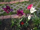 Purple Dream, Tres Chic, Mariette