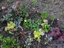 heuchere, primule, hortensii