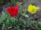 viridiflora yellow Spring Green si...
