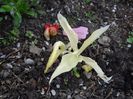 Hosta White Feather