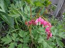 Dicentra roz