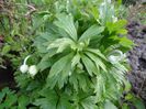 1 mai - anemona sylvestris isi etaleaza bobocii