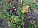 heuchera Obsidian, Solar Eclipse si...