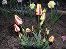 Colour Spectacle