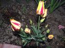din grupa multi flowering