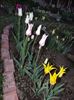 din grupa lily flower