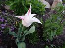 lily- Marilyn