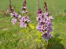 syringa Sensation