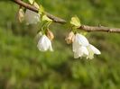 halesia carolina