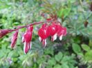 dicentra Valentine