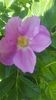 Rosa rugosa