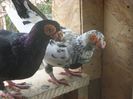 SAM_4868