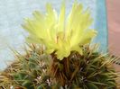 Notocactus buiningii