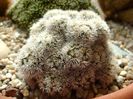 Mammillaria vetula ssp. gracilis cv. Arizona Snowcap