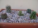 Grup de 5 echinocereus
