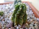 Echinocereus viereckii v. morricalii
