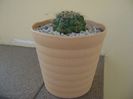 Gymnocalycium baldianum nr.2