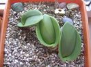 Rauhia peruviana & Euphorbia decaryi