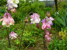 Aquilegia White and Pink_Aurelia