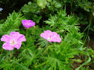 Geranium Vision Pink