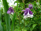 Aquilegia White and Violet_Aurelia