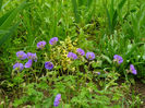 Geranium Hymalaiensys