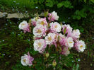 Aquilegia Winky Rose white plantshop 2016