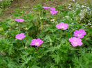 Geranium Vision Pink