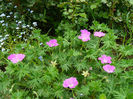 Geranium Vision Pink