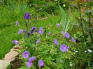 Geranium Himalaiensis