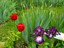 Iris Prince of Burgundy si Ille de France tulip