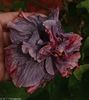 Hibiscus Bayou Rose