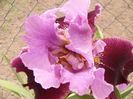 Iris Double Agent