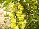 Laburnum