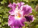 Iris Fancy Woman