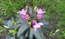 rhododendron roseum elegans 2