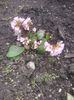 Bergenia 2