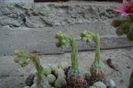 Sempervivum arachnoides