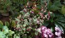 Geranium phaeum Samobor + Heuchera Plum Royale